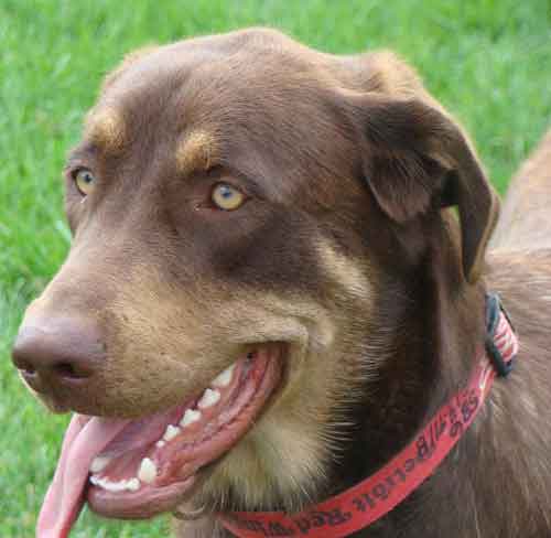 Dudley - ADOPTED 07.17.09