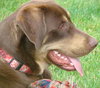 Dudley - ADOPTED 07.17.09