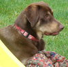 Dudley - ADOPTED 07.17.09