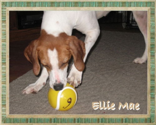 Ellie Mae