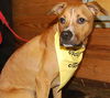 Elvis - ADOPTED 09.30.09