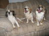 Family-ADOPTED!