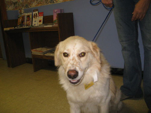 Felix-ADOPTED