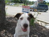 Fiona - ADOPTED 08.08.09