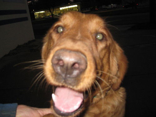 Fiona-PENDING!