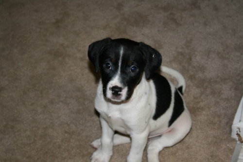 Freddie - ADOPTED 06.15.09