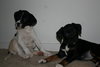 Freddie - ADOPTED 06.15.09