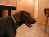 Gertie