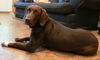Gertie