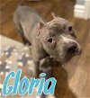 Gloria - ADOPTED 03.24.20