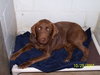 Hogan-PENDING!