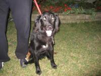 Holly-ADOPTED!