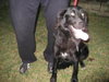 Holly-ADOPTED!