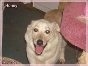 Honey-$100-ADOPTED