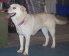 Honey-$100-ADOPTED