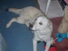 Honey-$100-ADOPTED