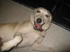 Honey-$100-ADOPTED