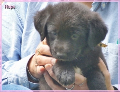 Hope~Pending!