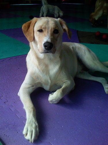 Hugo-ADOPTED!