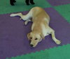Hugo-ADOPTED!