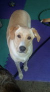 Hugo-ADOPTED!