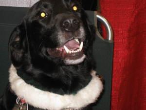 Hunter - ADOPTED 11.14.09
