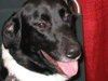 Hunter - ADOPTED 11.14.09