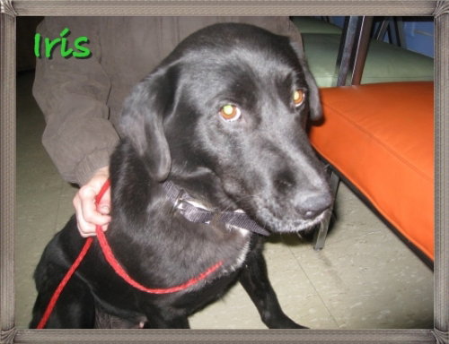 Iris - ADOPTED