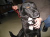 Iris - ADOPTED