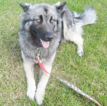 Isabelle - ADOPTED 07.30.09