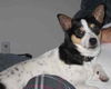 Katie - ADOPTED 06.03.12