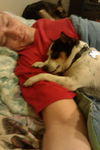 Katie - ADOPTED 06.03.12