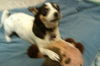 Katie - ADOPTED 06.03.12
