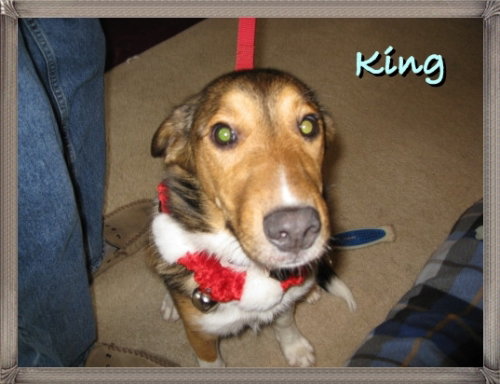King-ADOPTED-6.9.15