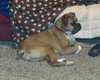 King-ADOPTED 01.28.14