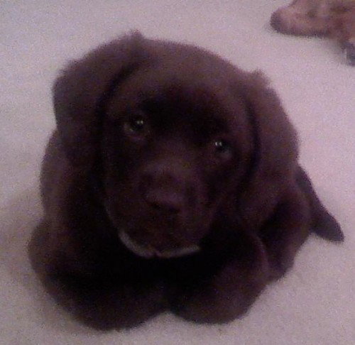 Klein - ADOPTED