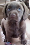 Klein - ADOPTED