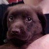 Klein - ADOPTED