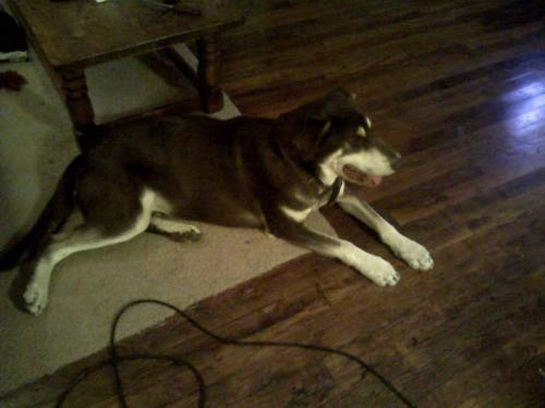 Kody-ADOPTED!