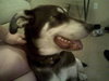 Kody-ADOPTED!