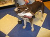 Kody-ADOPTED!