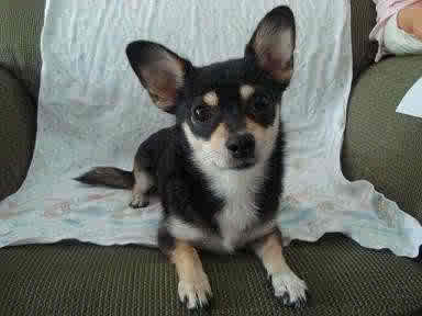 Margarita - ADOPTED 10.31.09