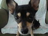 Margarita - ADOPTED 10.31.09