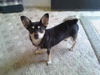 Margarita - ADOPTED 10.31.09