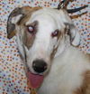 Marlaina - ADOPTED 02.06.10