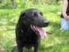 Marlo - ADOPTED 07.31.09