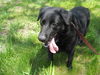 Marlo - ADOPTED 07.31.09