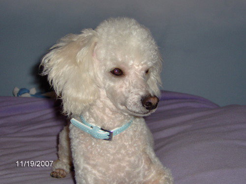 Maxwell-ADOPTED!