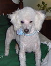Maxwell-ADOPTED!