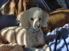 Maxwell-ADOPTED!